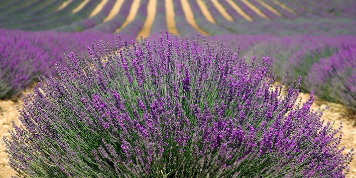 Cha de alfazema lavanda banho perfume aromaterapia origem